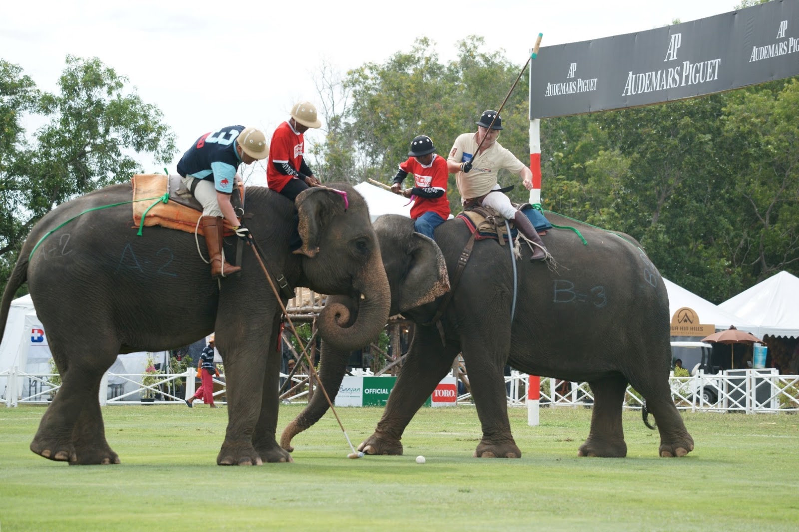 polo elefanti competitie